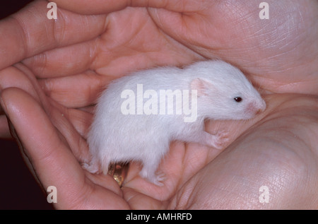 6 week old sales syrian hamster