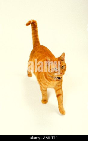 Domestic cat ginger walking towards camera United Kingdom Stock Photo
