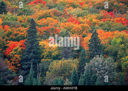Forest in Autumn, Algonquin Provincial Park, Ontario, Canada Stock Photo