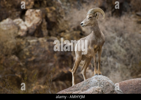 Endangered Peninsular Bighorn Ram in Anza Borrego Desert State Park, California, USA Stock Photo