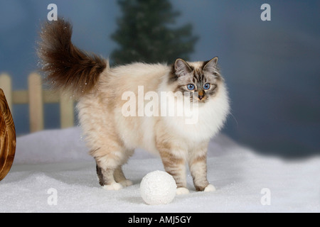 Sacred Cat of Birma seal tabby point Birman Stock Photo