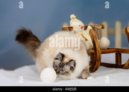 Sacred Cat of Birma seal tabby point Birman Stock Photo