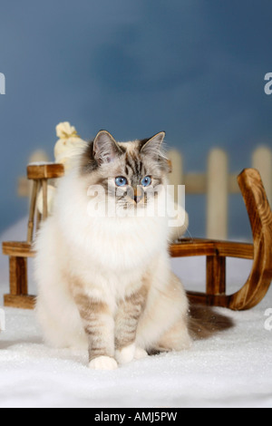 Sacred Cat of Birma seal tabby point Birman Stock Photo