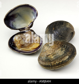 Clams Stock Photo