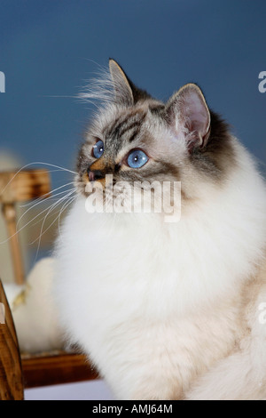 Sacred Cat of Birma seal tabby point Birman Stock Photo