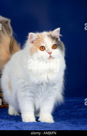 British Longhair Cat blue cream white Highlander Lowlander Britanica Stock Photo