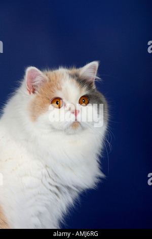 British Longhair Cat blue cream white Highlander Lowlander Britanica Stock Photo