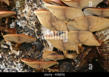 Galerina Marginata (aka Galerina Autumnalis) poisonous mushroom also known as the Funeral Bell, seen here releasing their spores, growing on dead wood Stock Photo
