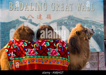 Tourist Camel at Badaling Great Wall Beijing China Stock Photo