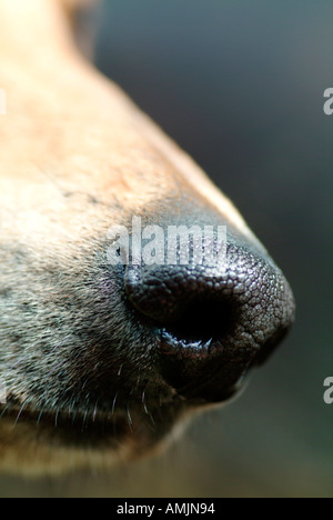 MR dogs nose muzzle of a greyhound Sloughy Stock Photo