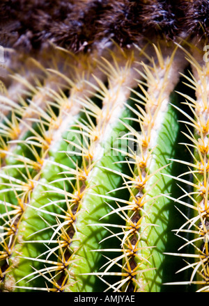 Cactus Echinocactus grusonii Palmitos Park Gran Canaria Stock Photo