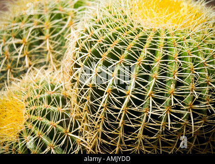 Cactus Echinocactus grusonii abstract Palmitos Park Gran Canaria Stock Photo