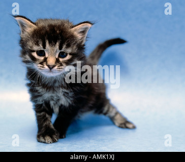 Kitten, front view, portrait Stock Photo