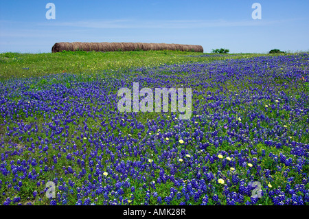 Spring wildflowers of Texas bluebonnets near Brenham Texas USA Stock Photo