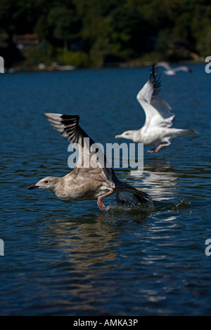 Great Black-backed Gull Juvenile (Larus marinus) New York - USA - Flying over lake -  Herring Gull (Larus argentatus) in the bac Stock Photo