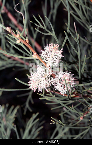 Sweet-scented Hakea- Hakea drupacea-member of the Family Proteaceae Stock Photo