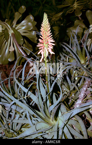 Krans Aloe- Aloe arborescens-member of the Family Liliaceae/Aloaceae Stock Photo