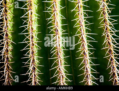 Cactus Echinocactus grusonii Palmitos Park Gran Canaria Stock Photo