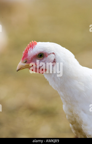 Free range chicken of breed Isa 257 roams freely at Sheepdrove Organic Farm Lambourn England Stock Photo