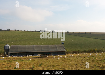 Free range chickens of breed Isa 257 roam freely in and out of their solar powered barn at Sheepdrove Organic Farm England Stock Photo