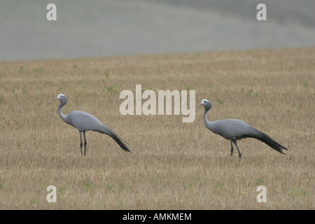 Two Blue Cranes in field Stock Photo