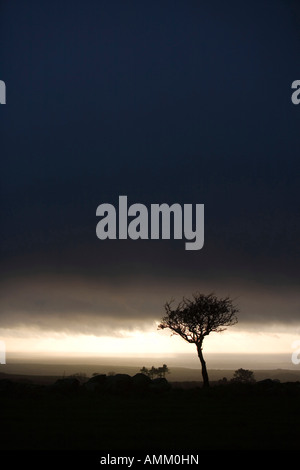 A Hawthorn Tree Infront Of Passing Storm Clouds At Dusk In West Cumbria 