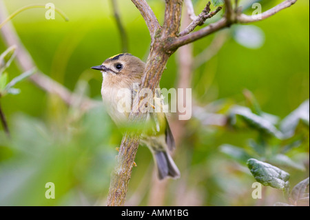 A female Goldcrest, Britains smallest bird Stock Photo - Alamy