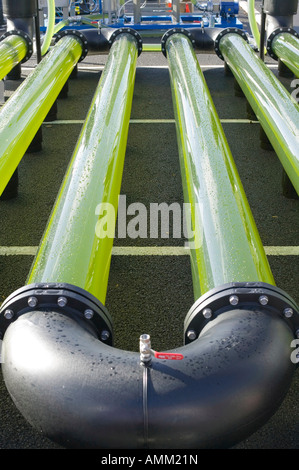 An AlgaeLink Algae growing system that is harvested to make ethanol and biodiesel Stock Photo