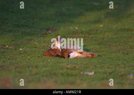 Stoat Mustela erminea Stock Photo