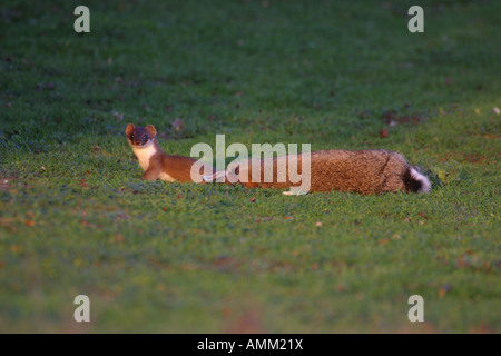 Stoat Mustela erminea Stock Photo