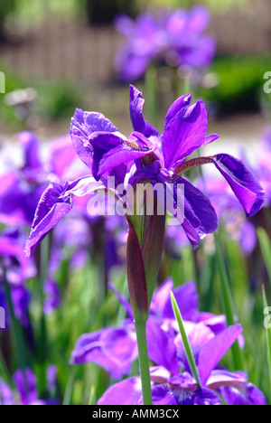 Blue and Purple Siberian Iris Sibirica Flowers at Hershey gardens Pennsylvania United States America USA Stock Photo