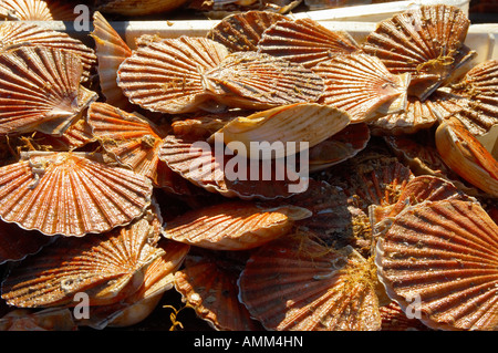 Scallops in shells being landed off a fishing boat. Stock Photo