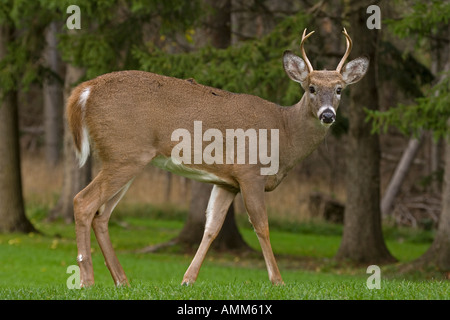White-tailed Deer Odocoileus virginianus New York Young Buck Stock Photo