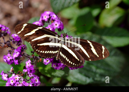 Zebra Longwing Butterfly on Purple Flowers at Hershey Gardens Pennsylvania United States America USA Stock Photo