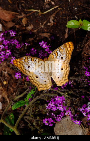 White Peacock Butterfly resting on a plant Stock Photo - Alamy