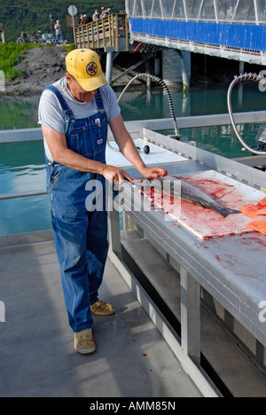 Cleaning Salmon Fish in Port Valdez Prince William Sound Alaska AK United States U S Stock Photo