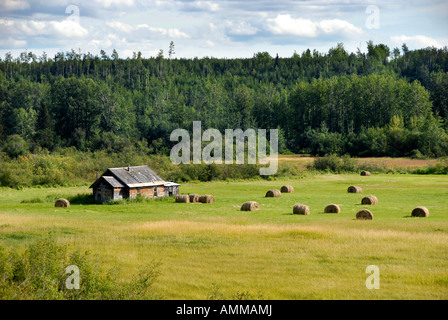 Farm Farmland along Highway 16 near Smithers British Columbia BC Canada barn weathered field crop hay harvest Stock Photo