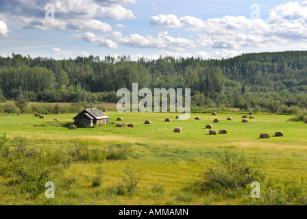 Farm Farmland along Highway 16 near Smithers British Columbia BC Canada barn weathered field crop hay harvest Stock Photo