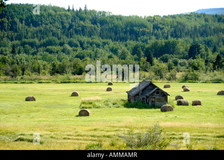 Farm Farmland along Highway 16 near Smithers British Columbia BC Canada barn weathered field crop hay harvest Stock Photo