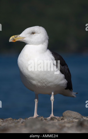 Great Black-backed Gull Larus marinus New York Portrait Stock Photo