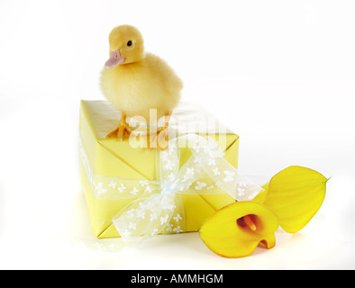 4 days old easter duckling on a yellow present Stock Photo