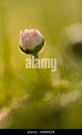 A solitary daisy on a spring morning Stock Photo