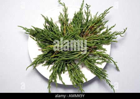 Samphire displayed on a plate. Stock Photo