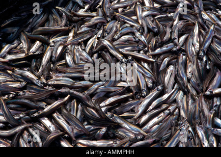 Spawning Capelin, Mallotus villosus, on a beach at Admiral's Point, Bonavista Peninsula, Newfoundland Labrador, Canada. Stock Photo