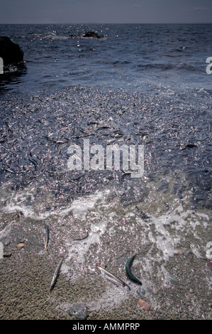 Spawning Capelin, Mallotus villosus, on a beach at Admiral's Point, Bonavista Peninsula, Newfoundland Labrador, Canada. Stock Photo