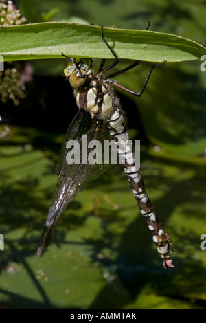 Southern Hawker (Aeshna cyanea) Freshly emerged adult dragonfly from aquatic nymph stage - England UK Stock Photo