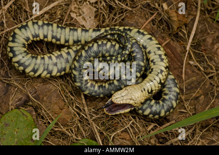 grass snake (Natrix natrix), feigning death, playing dead, Germany, Bavaria  Stock Photo - Alamy