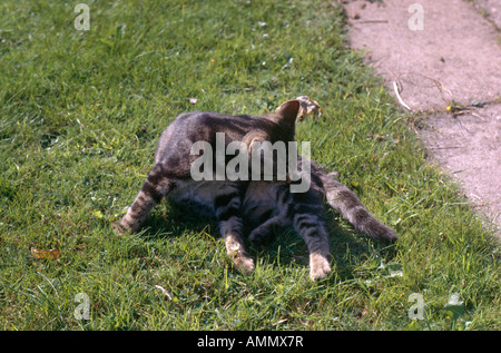 Tabby Kitten Licking Itself Three Months Old Gizmo Stock Photo