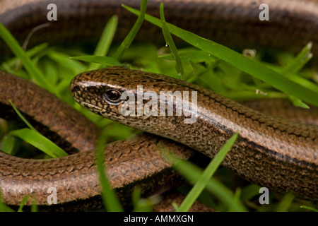 Slow Worm in grass Anguis fragilis England UK Legless lizard Stock Photo