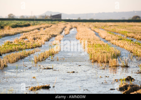rice fields after harvest Stock Photo - Alamy